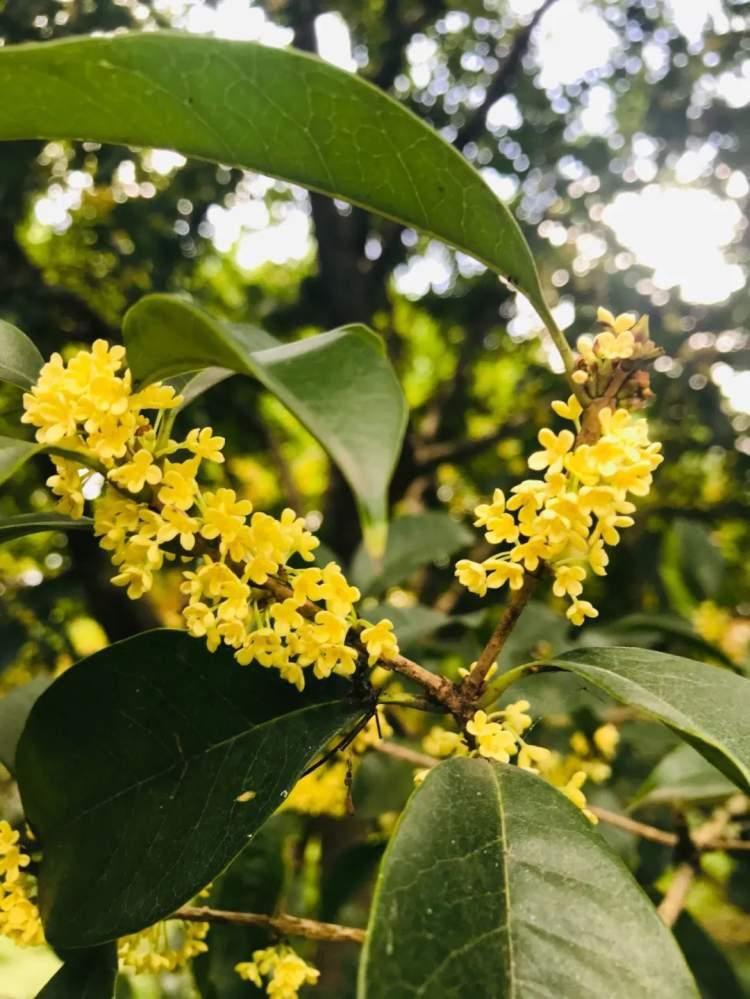 “桂花经济”升温促消费