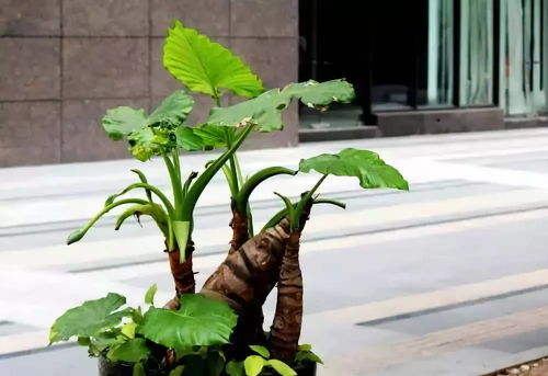 植物误识