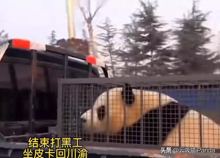 大熊猫彻夜树上沉思，探寻熊生意义