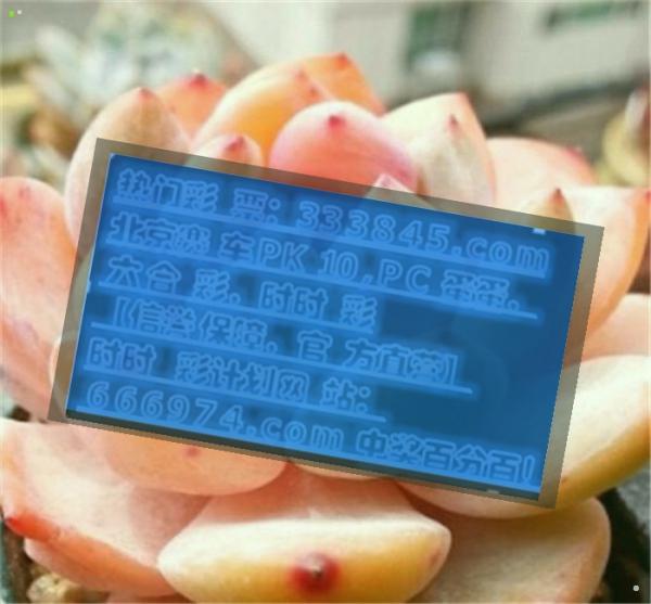管家婆三肖一码一定中特，最新热门解答落实_WP5.30.91