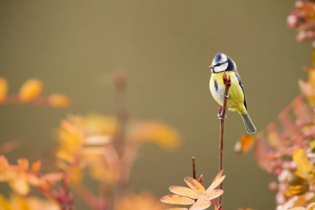 今日霜降，季节交替与丰收的喜悦时刻