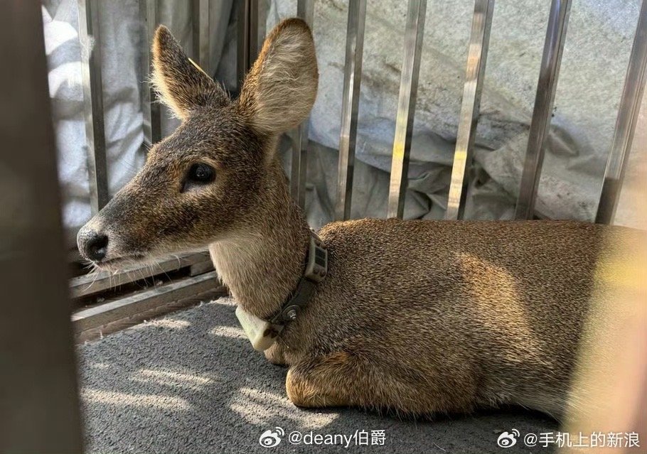 上海獐出逃记，从浦东游到崇明探险之旅