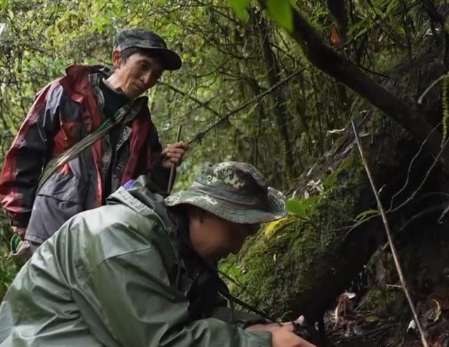 哀牢山猎捕风波，深山捕猎与小巷美食背后的法律与故事