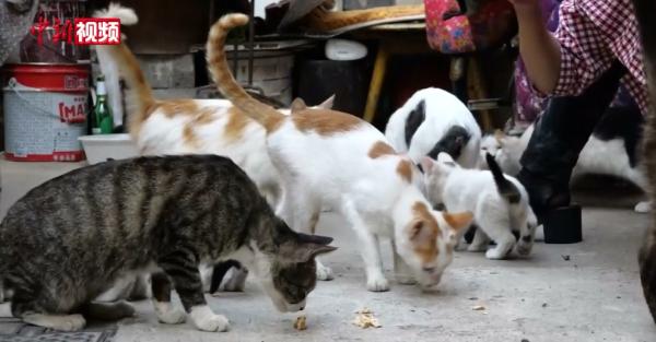 居民养猫引发楼道恶臭纷争，引发法律诉讼