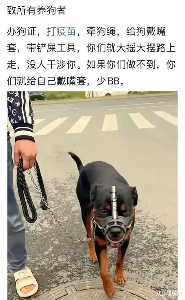 高校保安打死幼犬事件引发关注，主人发声引深思