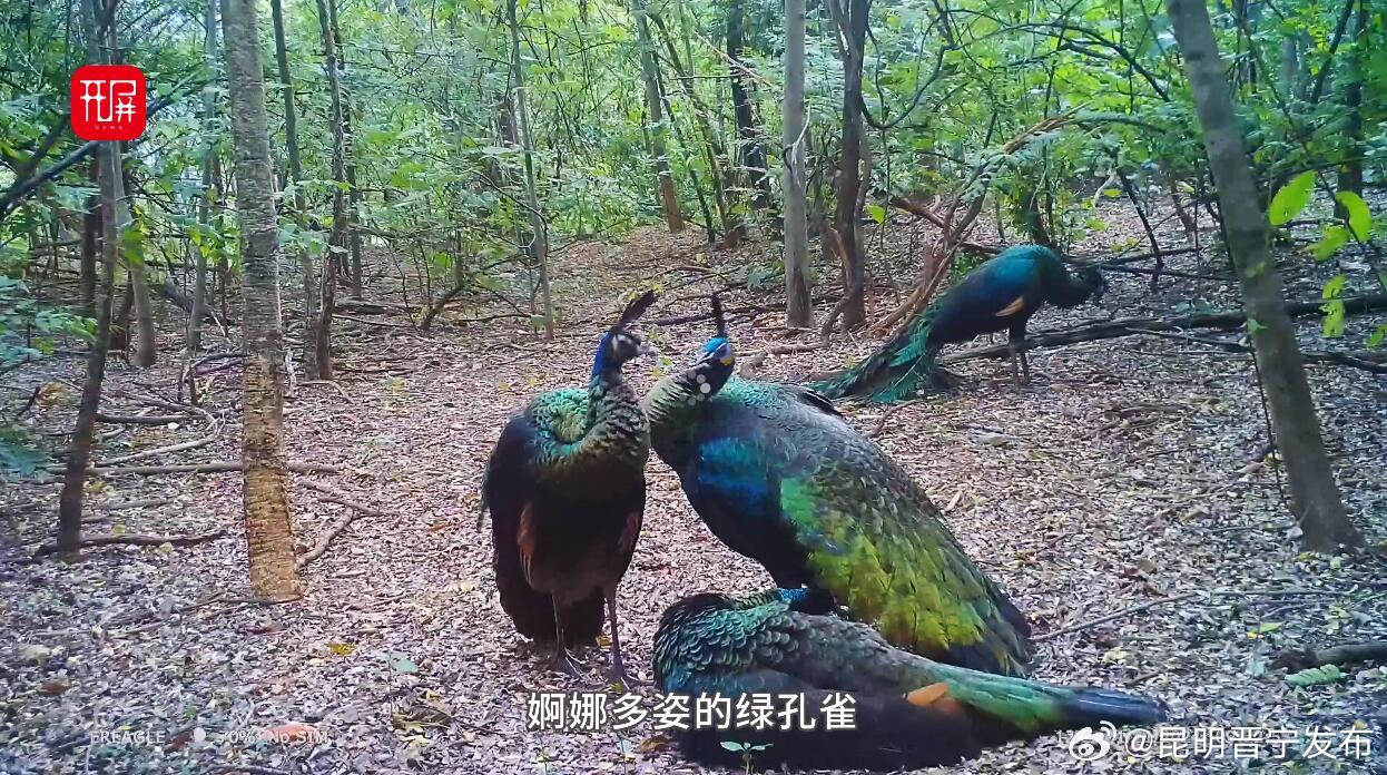 哀牢山的千鸟奇缘，珍稀鸟儿的温馨日常与全球保护行动