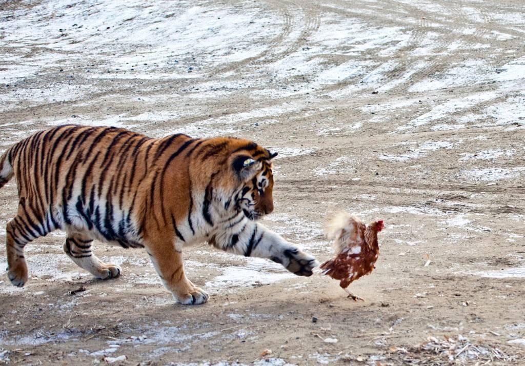游客偶遇本地野生东北虎，惊险瞬间记录🐅✨