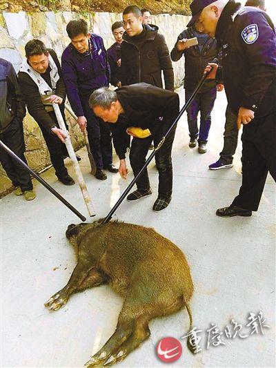 紫金山探险遭遇野猪撞伤事件，游客被撞伤引发关注与科普分析