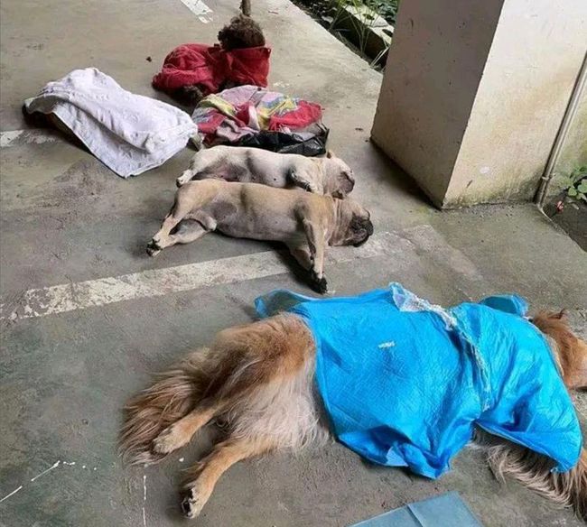 贵州小区宠物狗集体中毒悲剧，意外中的爱与力量