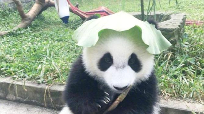 大熊猫七仔的绿围脖，展现变化、自信与成就的力量
