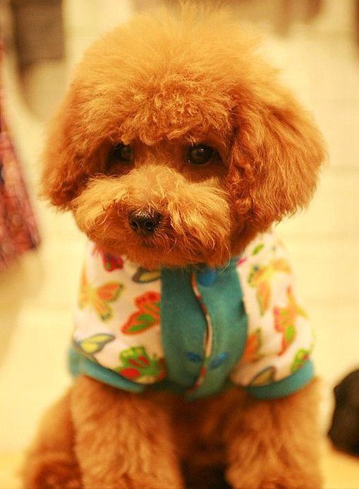 女子高价购买泰迪犬，遭遇画眼线风波背后的励志故事
