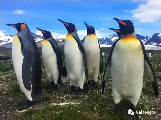 南极企鹅奇幻之旅