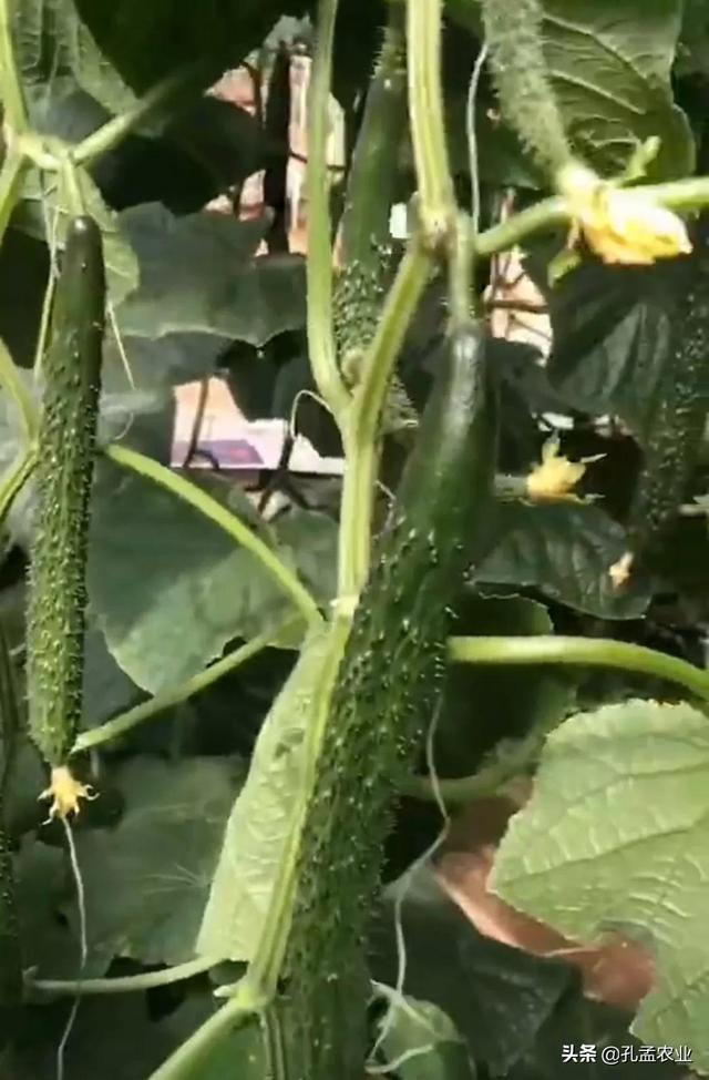 黄瓜视频最新版下载