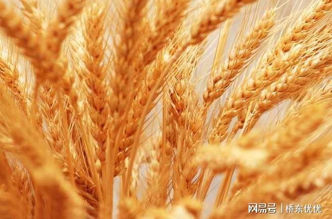 今日小麦价格行情揭秘，巷弄里的秘密粮仓最新动态
