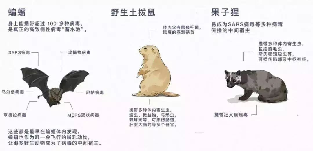 野生动物保护法最新解读与动态分析