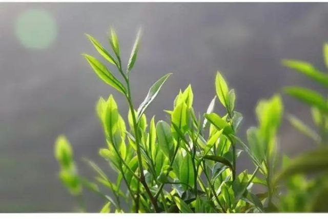 科技赋能茶叶采摘，最新一芽一叶采茶机提升效率与品质
