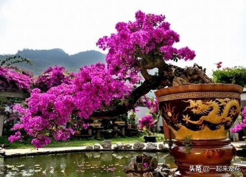 落花网，最新电影电视剧在线的魅力与成就感的魔力