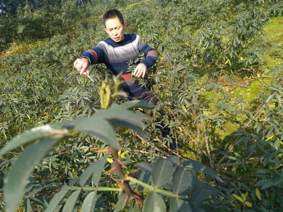 天府新区车祸致死最新情况及分析报告