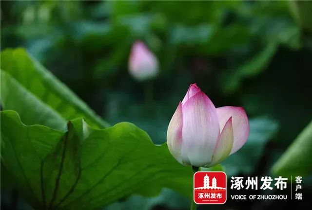 涿州最新动态，自然之旅探寻内心宁静与欢笑