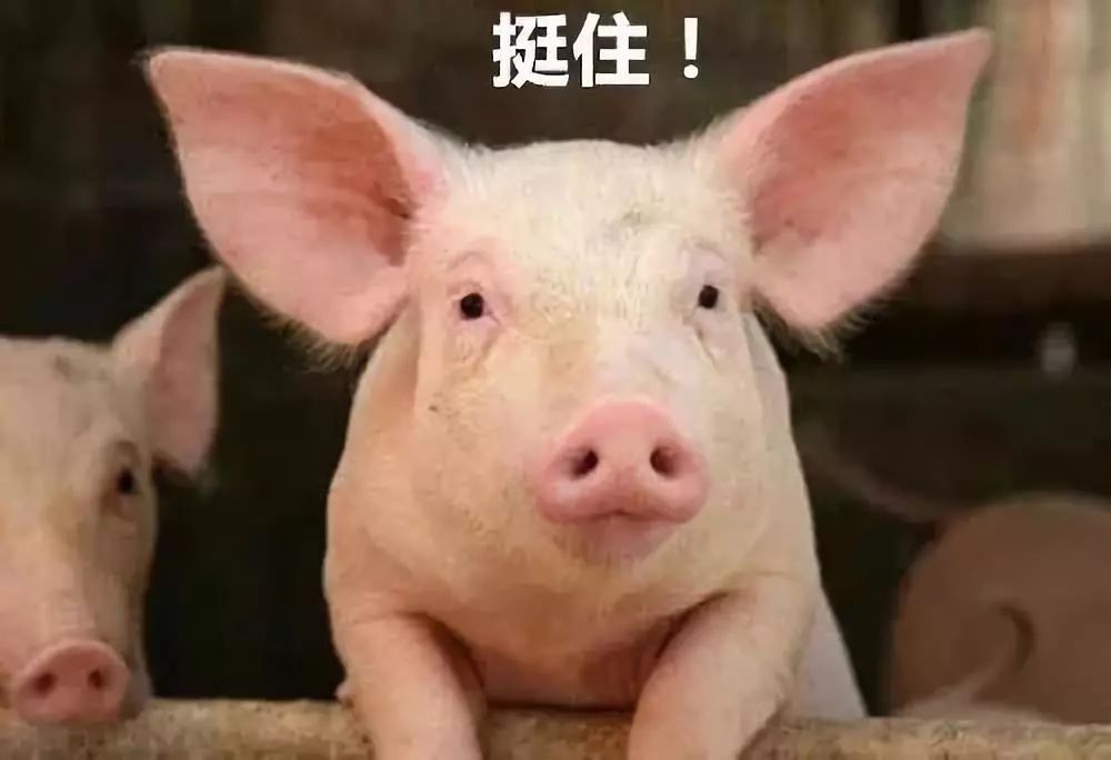 生猪最新预测,温馨小日常，生猪最新预测与友情的力量