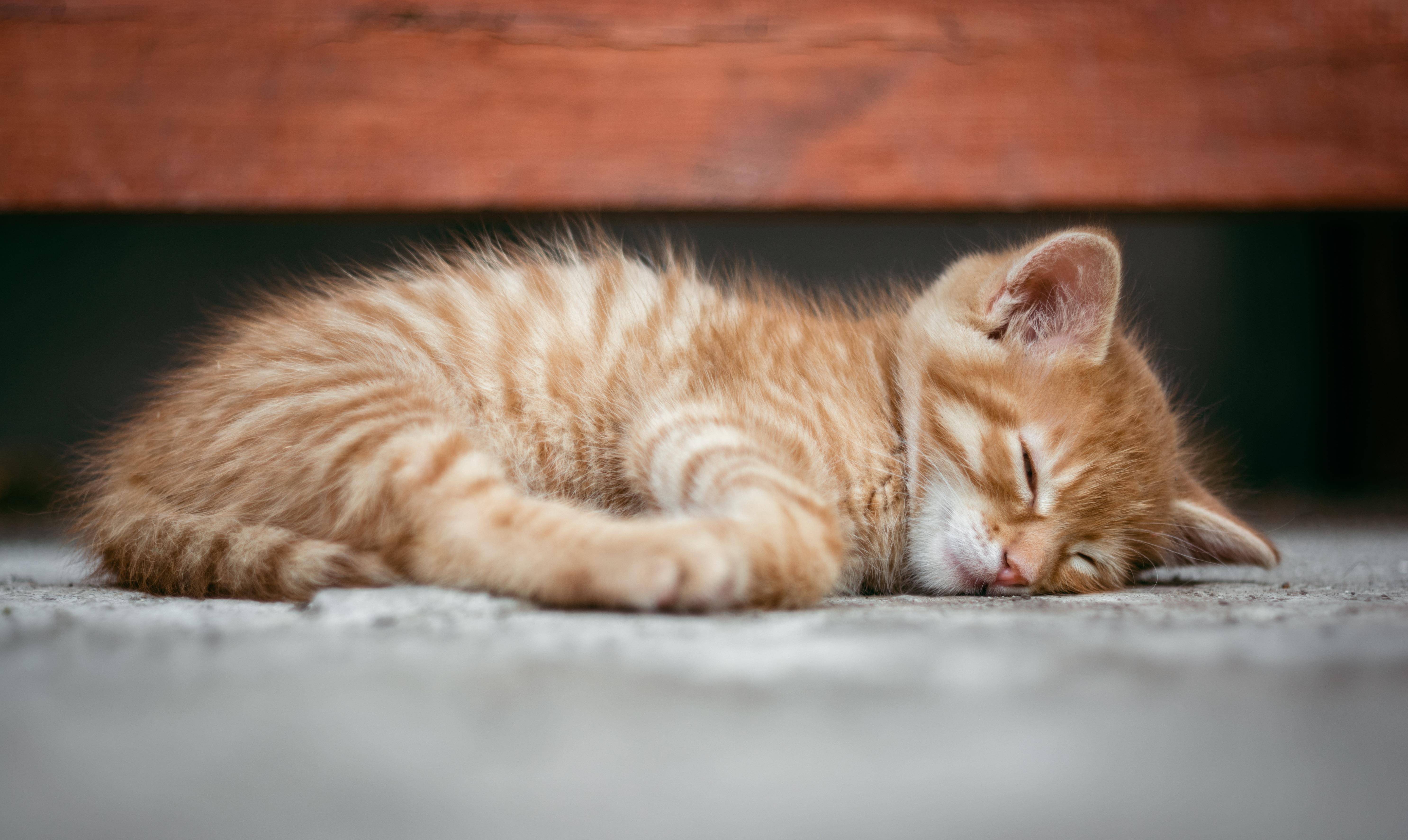 揭秘猫咪世界，最新破译探索猫咪的神秘面纱