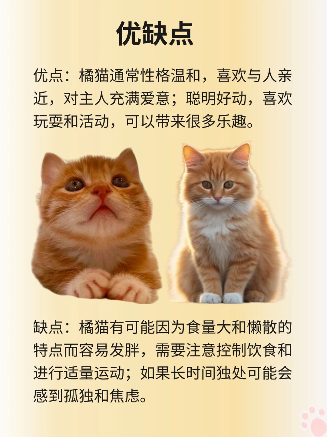 最新橘猫科技产品介绍及特点概述