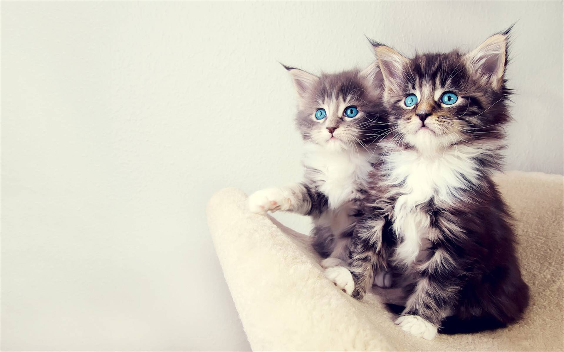 探索猫咪世界，最新猫咪rr的魅力与乐趣揭秘