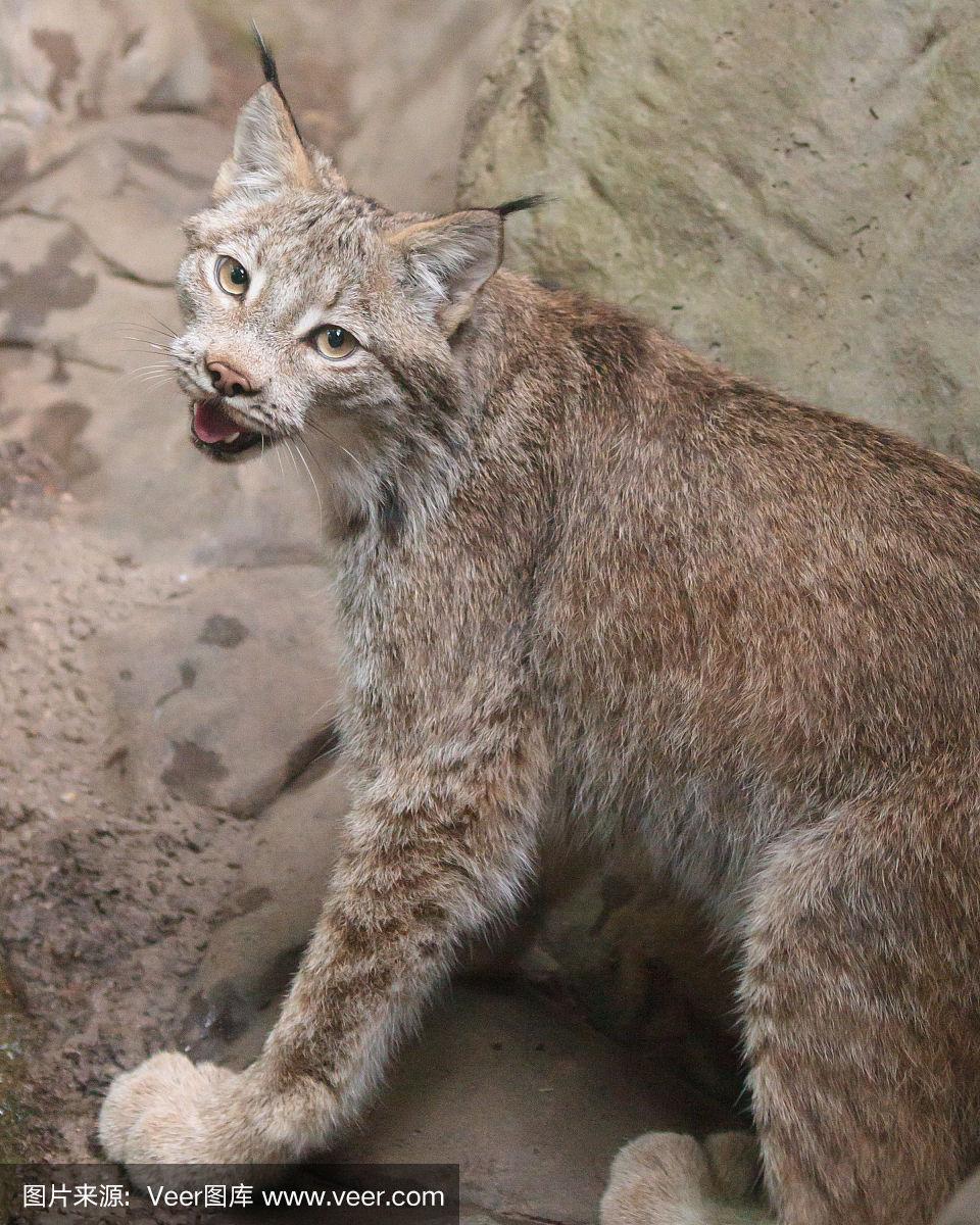 最新山猫，小巷中的独特风情
