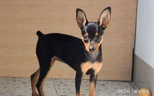 最新小鹿犬，背景、事件与地位的深度解析