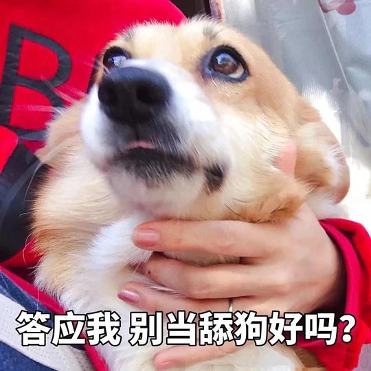 舔狗最新梗，日常中的奇妙现象