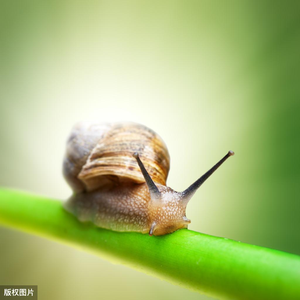 蜗壳窝，探寻蜗牛壳中的生活智慧与力量
