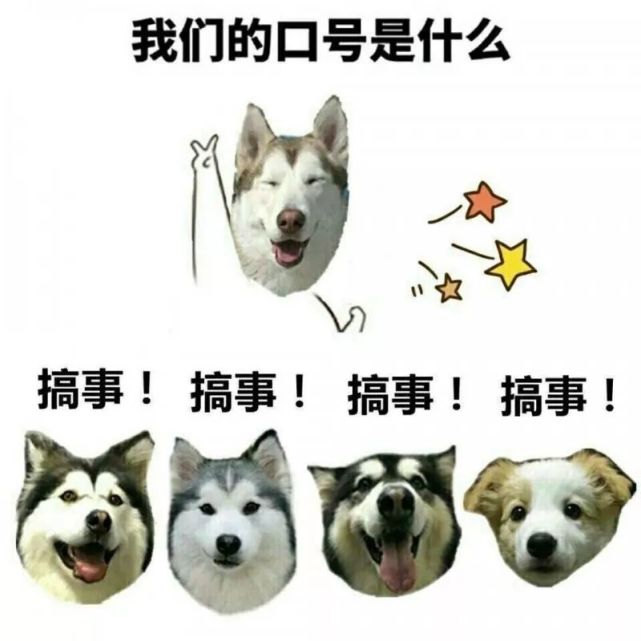 狗王最新锁，日常趣事与温馨时刻