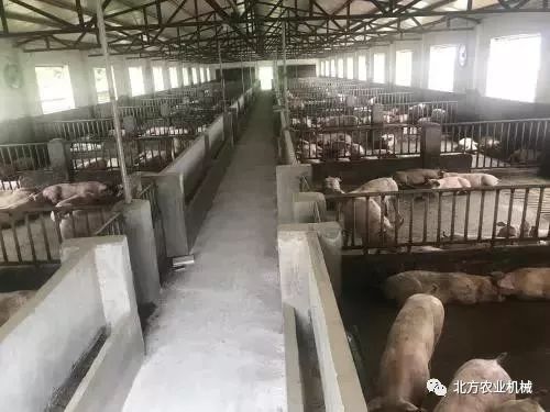 最新生猪疫情概述与动态分析