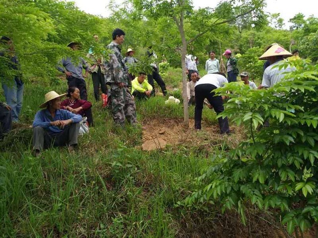 贵州汇生林业，科技驱动绿色未来，前沿创新体验林业新篇章