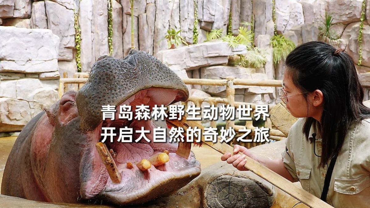 柠檬网络电视带你探索香蕉TV的奇妙世界，自然美景鼓舞之旅