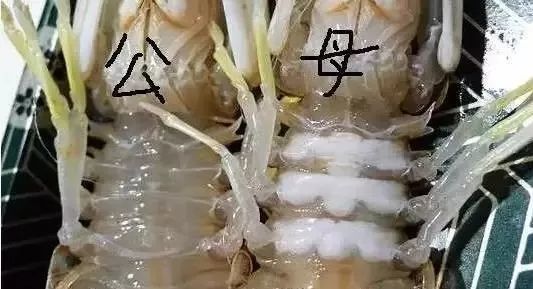 爬虾守护记，保存新鲜与情感的温馨指南