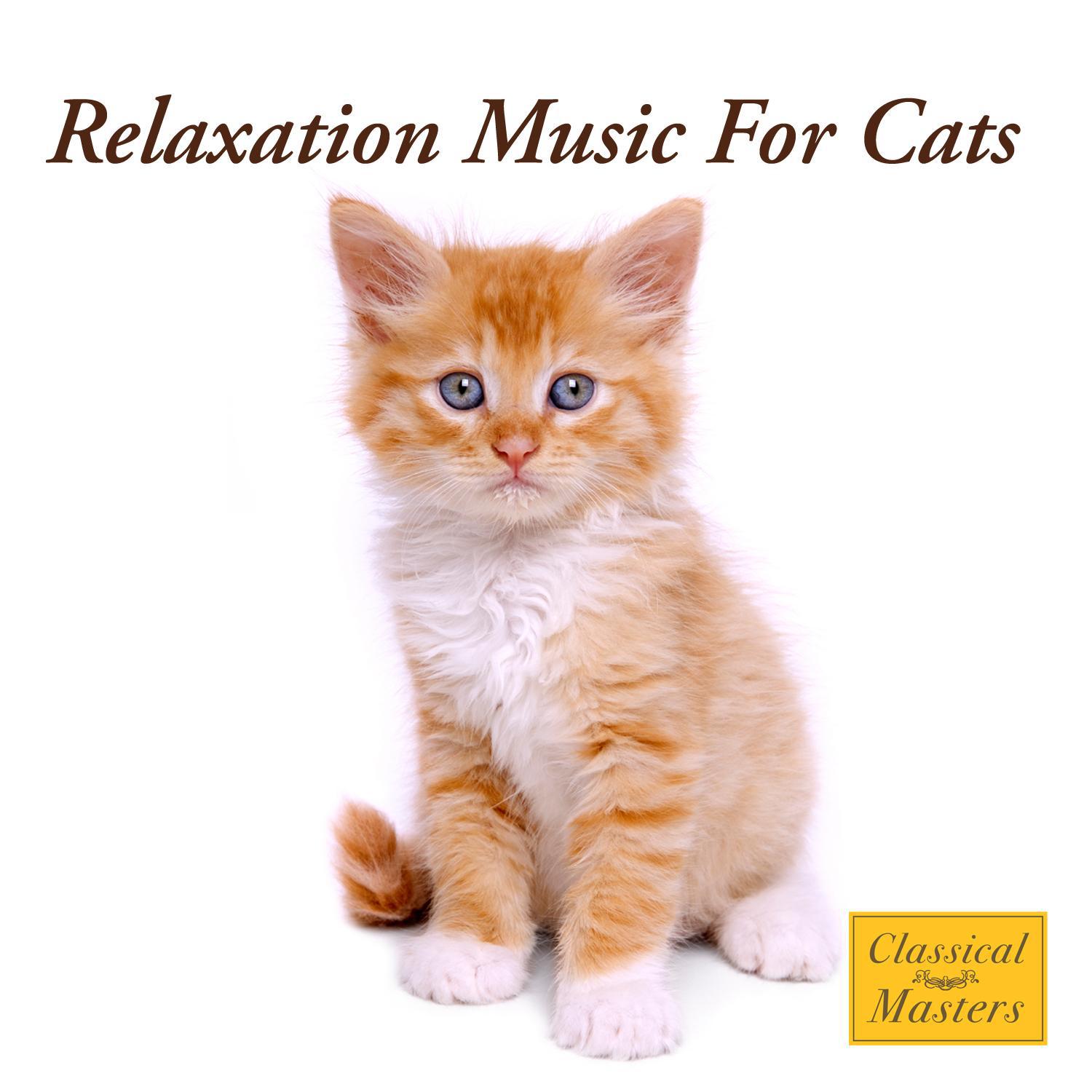 猫界热门旋律，最新猫咪歌曲流行趋势解析