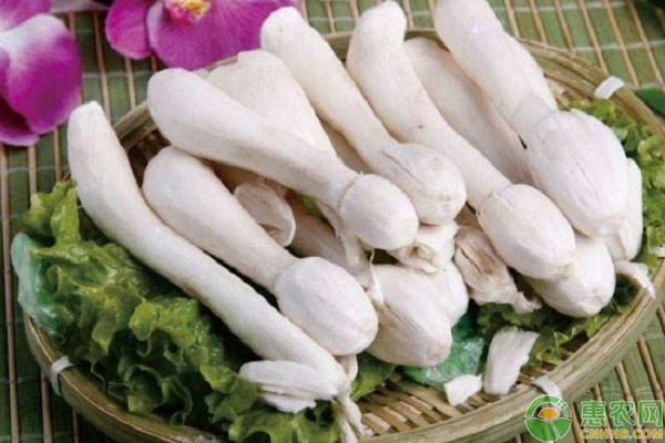 鸡腿菇行情分析，市场走势、种植前景及行情展望