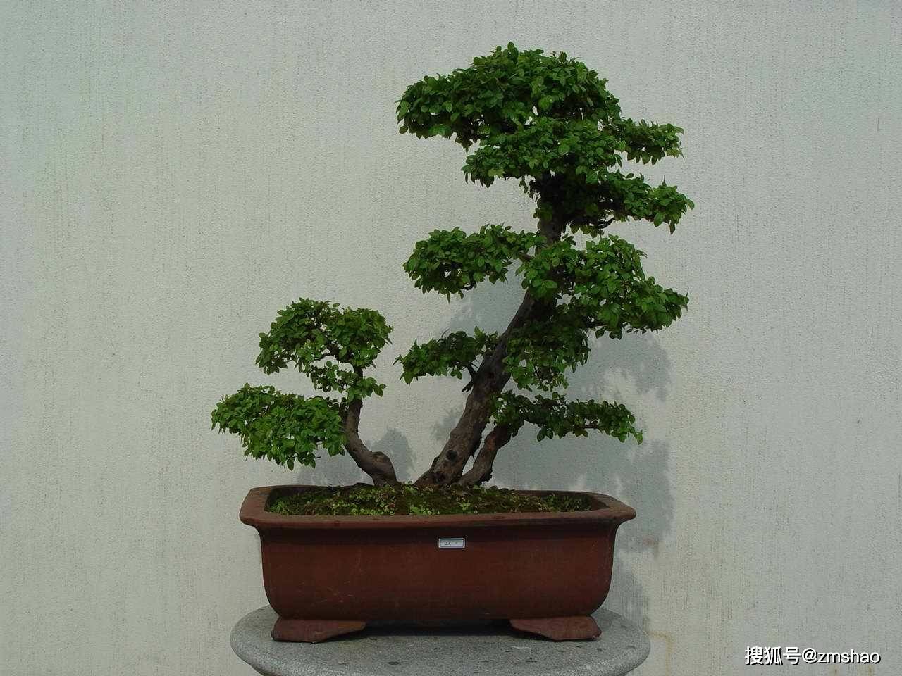 最新盆景艺术作品欣赏与赏析
