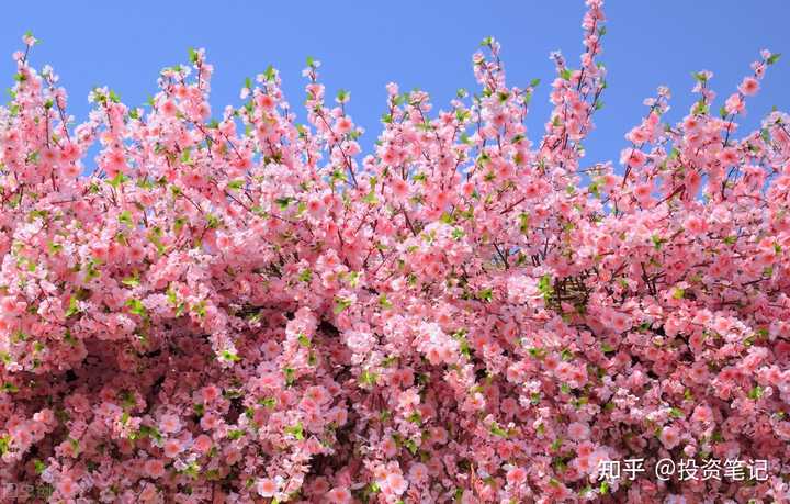 春暖花开最新入口，探索、反思与体验之旅