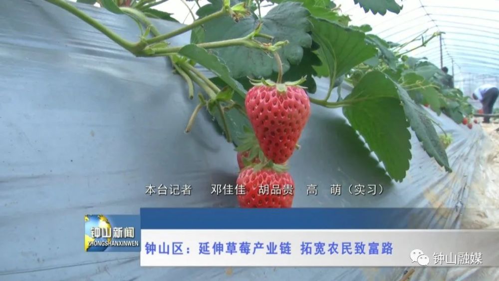 树莓行情深度解析，种植与销售机遇的全面把握指南