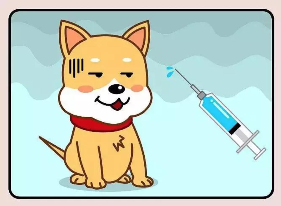 最新犬类疫苗，小巷深处的守护者的守护者——犬类疫苗最新动态