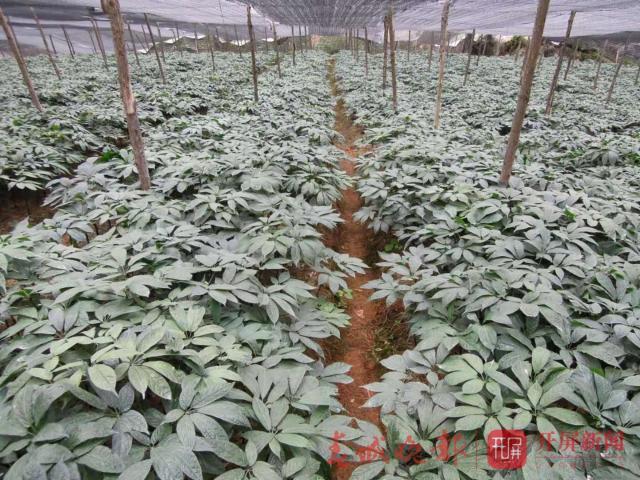 文山三七最新价格
