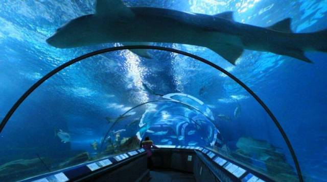 深海水族馆最新版，科技海洋的沉浸式体验探索
