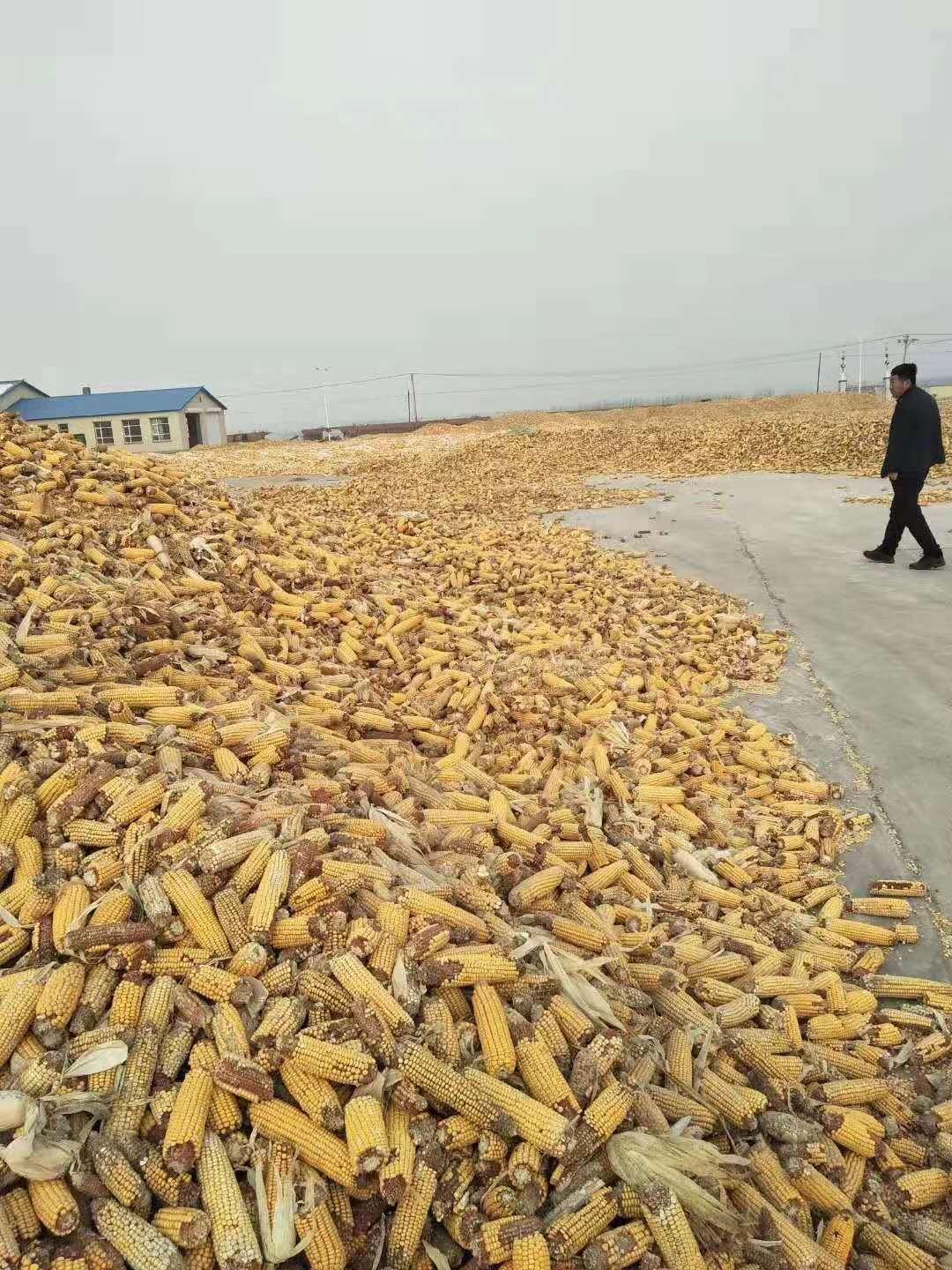 河南省玉米最新价格及玉米地里的欢乐时光
