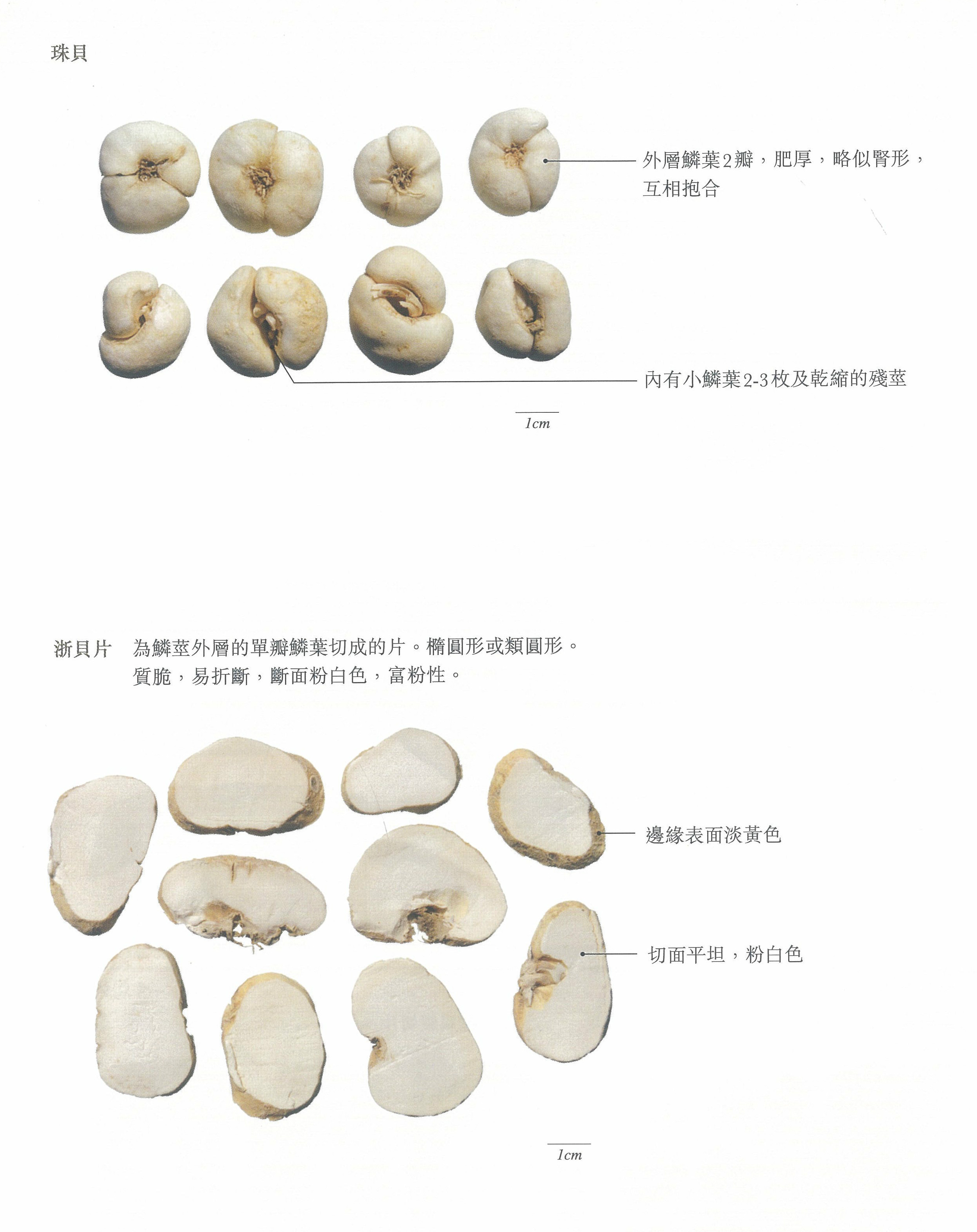 浙贝母最新价格揭秘，市场走势大揭秘🌿💵