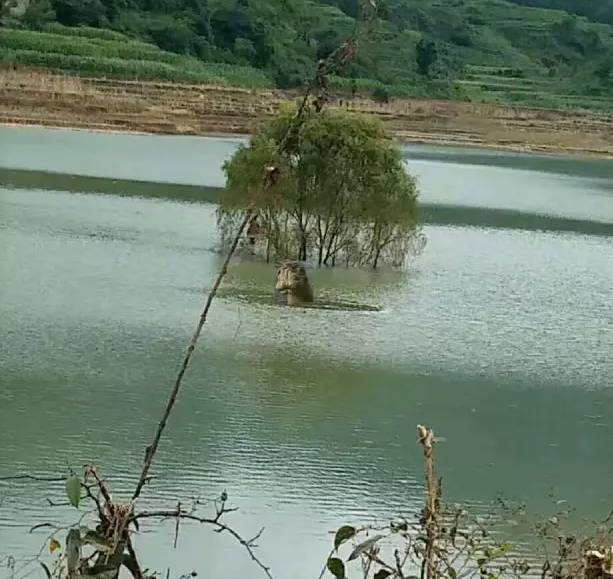 罗平板桥水怪最新动态揭秘，神秘生物现身引发关注热议