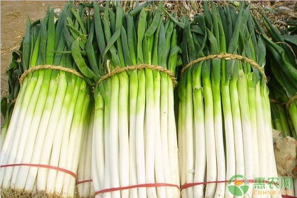大葱最新价格行情动态更新