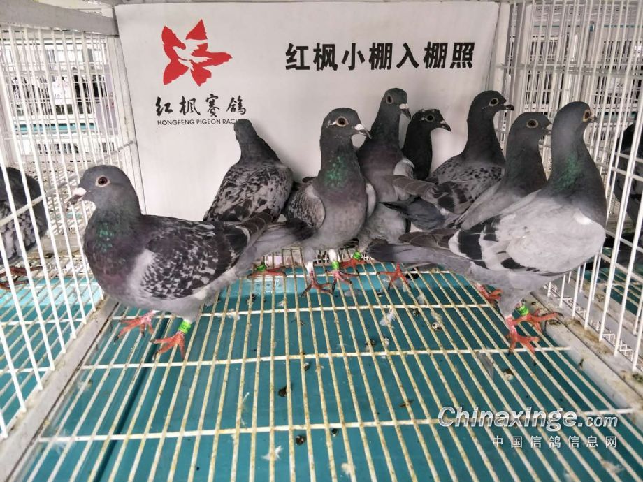 红枫赛鸽公棚最新动态与小巷隐藏特色小店揭秘