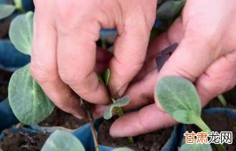 甜瓜嫁接最新方法介绍